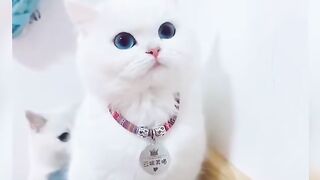 Cute Cat Doing Funny - Funniest Cat Video....