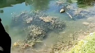 Crocodile prank