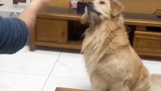 Dog prank