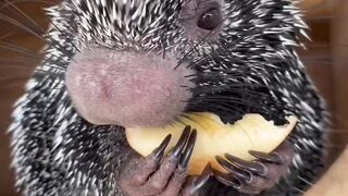 Amazing animal amazing video