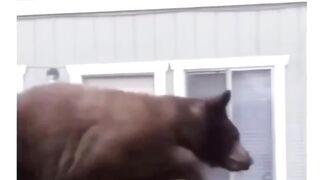 Funny animal video