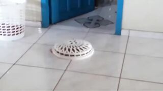 OVNI captura um gatinho
