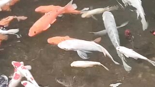 Mixed Fish Species Swimming Together in a Single Pond