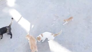 The cats and kittens that gathered around meowing for food were so cute.