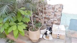 The black-nosed cat has 6 newborn kittens.