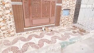 The calico cat smells and tells itself where the smell of food comes from.