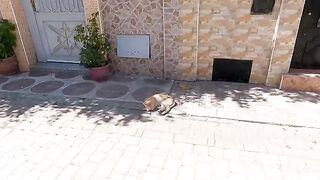 Ginger cat taking a nap has a cute meow to get food.
