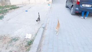 Kittens are afraid because they don't want to get into fights with big cats.