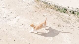 The cat, Mama, is asking for food for her and her beautiful little kitten.