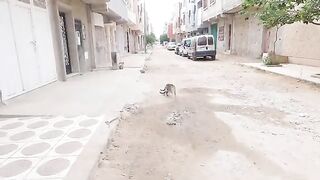 The kitten asks its mother to nurse it and the mother waits for me to feed it.