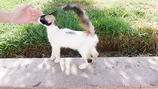 The garden cats were very friendly with my dear Ariane and Dagmar.