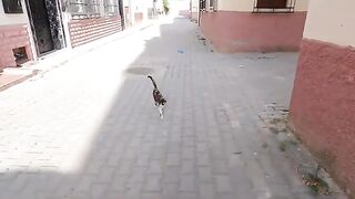 Cute stray cats want food from me because they are hungry all the time.