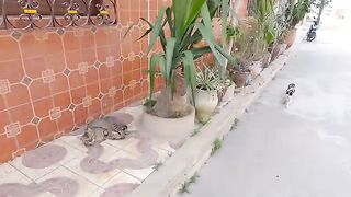 Calico cat says to the tabby cat: Do not approach my friends.