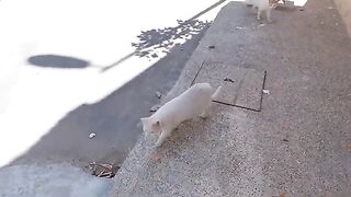 The sterilized white cat has new friends cats.