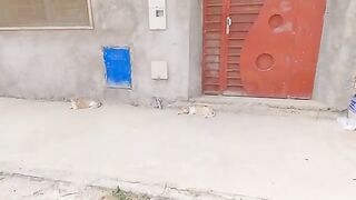 A very friendly cat, but she has a shy boyfriend.