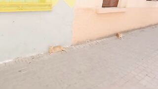 The two cute couple cats are waiting for the kindness of passersby and food.