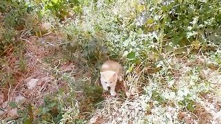 Kittens that hide among the weeds have an amazing color.
