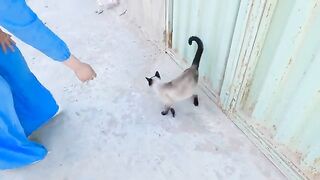 A stray Siamese cat wanted to steal cat candy.