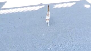 There is a jealous cat in every group of cats.