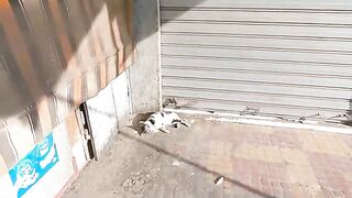 Calico cat sitting by the street waiting to get petted.