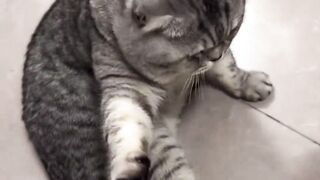 Funny cat no wanna go home