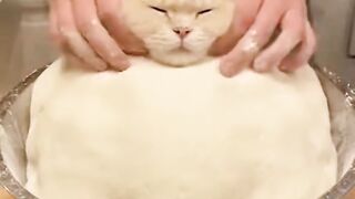Making bread cat very funny