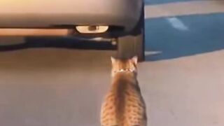 Cat on the car walking road city funny play