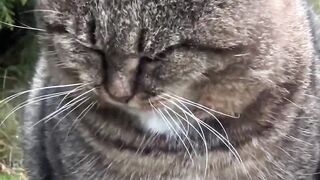 Grandcat big cat funny zip it
