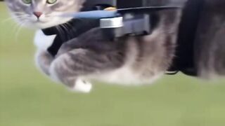 Cat on drone flight
