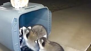Cat and friend