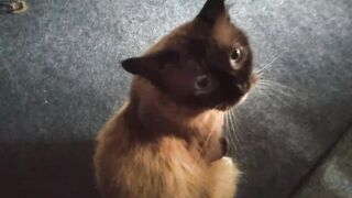 Cat funny