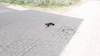 The cats lying in the road didn't expect to get love and food.