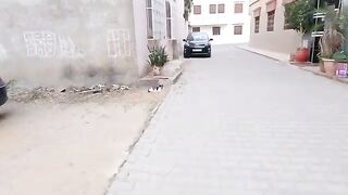 The cute black-nosed cat is waiting for me after he's been out on the street again.