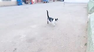 A cute calico cat that lives in the garden wants me to pet it.