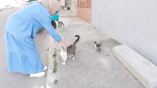The stray cat family consists of a father, a mother and very cute kittens.