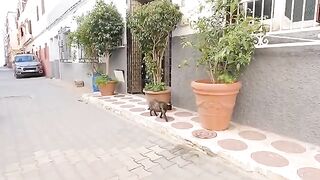 We have stopped the stray cat conflict before it gets out of control.