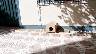 The lazy kittens are waiting for their mother's return inside the wooden house.