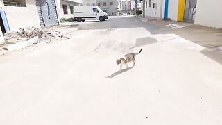 A friendly cat with adorable eyes.