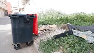 The kittens play in front of the trash can, waiting for their mother to return.