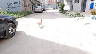 The stray cats that gathered around us were happy to see us.
