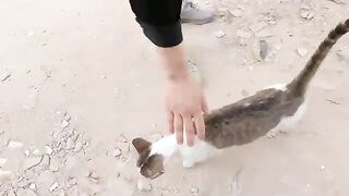 The sweet kittens went out to search for food with their mother.