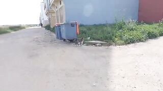 Hungry cats found the litter box empty and they need food.