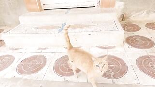 Homeless Mama Cat has a very sweet kitten.