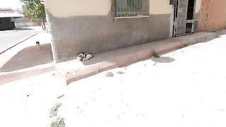 The cute calico cat is taking a nap and her cute friend wants food.