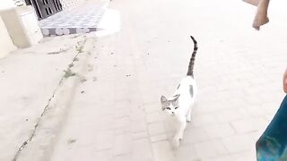 The stray cats brought their tails together to make a cute shape.