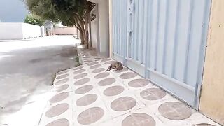 As soon as the pregnant cat saw us, she began to meow loudly to call her friends.
