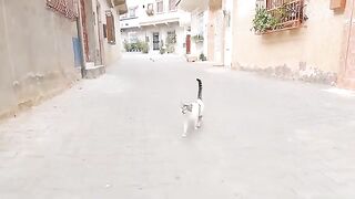 An angry white cat who doesn't even want other cats to stand next to us.