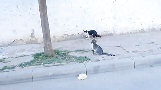 A cute cat who trusts me is among her friends who just want food.
