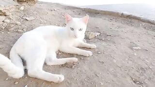 When I got annoyed, a white cat bit my finger gently.