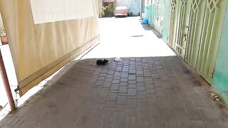 As soon as the kitten's family heard my call, they came running to me.